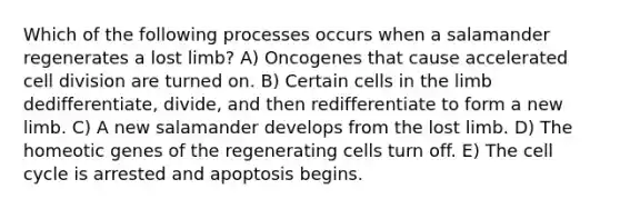 Which of the following processes occurs when a salamander regenerates a lost limb? A) Oncogenes that cause accelerated cell division are turned on. B) Certain cells in the limb dedifferentiate, divide, and then redifferentiate to form a new limb. C) A new salamander develops from the lost limb. D) The homeotic genes of the regenerating cells turn off. E) The cell cycle is arrested and apoptosis begins.