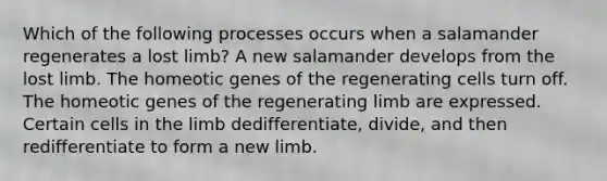 Which of the following processes occurs when a salamander regenerates a lost limb? A new salamander develops from the lost limb. The homeotic genes of the regenerating cells turn off. The homeotic genes of the regenerating limb are expressed. Certain cells in the limb dedifferentiate, divide, and then redifferentiate to form a new limb.