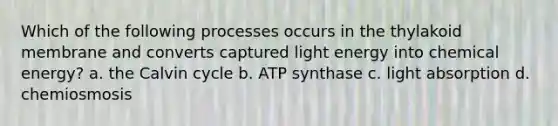 Which of the following processes occurs in the thylakoid membrane and converts captured light energy into chemical energy? a. the Calvin cycle b. ATP synthase c. light absorption d. chemiosmosis