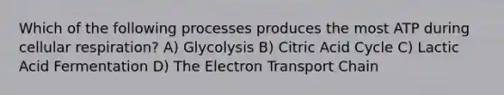 Which of the following processes produces the most ATP during cellular respiration? A) Glycolysis B) Citric Acid Cycle C) Lactic Acid Fermentation D) The Electron Transport Chain