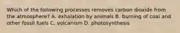 Which of the following processes removes carbon dioxide from the atmosphere? A. exhalation by animals B. burning of coal and other fossil fuels C. volcanism D. photosynthesis