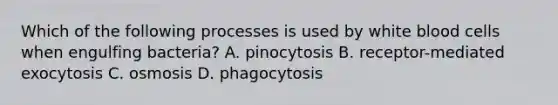 Which of the following processes is used by white blood cells when engulfing bacteria? A. pinocytosis B. receptor-mediated exocytosis C. osmosis D. phagocytosis