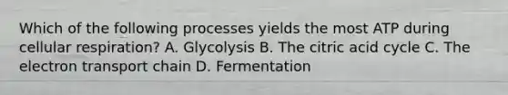 Which of the following processes yields the most ATP during cellular respiration? A. Glycolysis B. The citric acid cycle C. The electron transport chain D. Fermentation