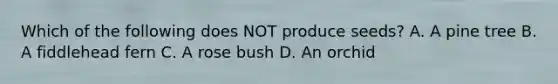 Which of the following does NOT produce seeds? A. A pine tree B. A fiddlehead fern C. A rose bush D. An orchid