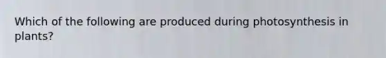 Which of the following are produced during photosynthesis in plants?