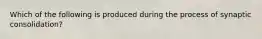 Which of the following is produced during the process of synaptic consolidation?
