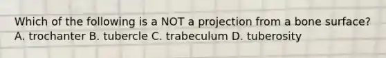 Which of the following is a NOT a projection from a bone surface? A. trochanter B. tubercle C. trabeculum D. tuberosity