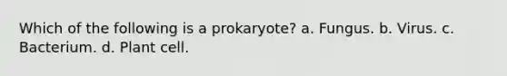 Which of the following is a prokaryote? a. Fungus. b. Virus. c. Bacterium. d. Plant cell.