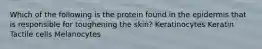 Which of the following is the protein found in the epidermis that is responsible for toughening the skin? Keratinocytes Keratin Tactile cells Melanocytes