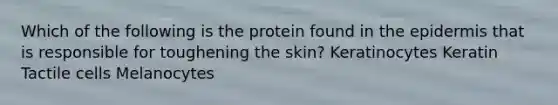 Which of the following is the protein found in the epidermis that is responsible for toughening the skin? Keratinocytes Keratin Tactile cells Melanocytes