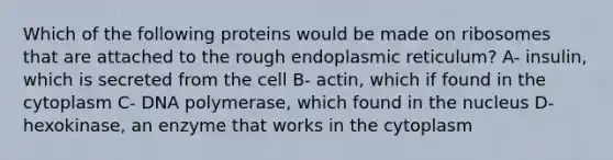 Which of the following proteins would be made on ribosomes that are attached to the rough endoplasmic reticulum? A- insulin, which is secreted from the cell B- actin, which if found in the cytoplasm C- DNA polymerase, which found in the nucleus D- hexokinase, an enzyme that works in the cytoplasm