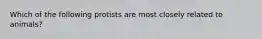 Which of the following protists are most closely related to animals?