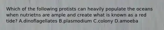 Which of the following protists can heavily populate the oceans when nutrietns are ample and create what is known as a red tide? A.dinoflagellates B.plasmodium C.colony D.amoeba