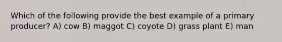 Which of the following provide the best example of a primary producer? A) cow B) maggot C) coyote D) grass plant E) man