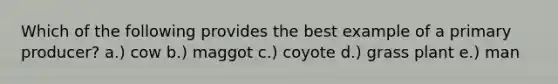 Which of the following provides the best example of a primary producer? a.) cow b.) maggot c.) coyote d.) grass plant e.) man