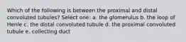 Which of the following is between the proximal and distal convoluted tubules? Select one: a. the glomerulus b. the loop of Henle c. the distal convoluted tubule d. the proximal convoluted tubule e. collecting duct