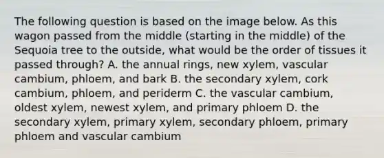 The following question is based on the image below. As this wagon passed from the middle (starting in the middle) of the Sequoia tree to the outside, what would be the order of tissues it passed through? A. the annual rings, new xylem, vascular cambium, phloem, and bark B. the secondary xylem, cork cambium, phloem, and periderm C. the vascular cambium, oldest xylem, newest xylem, and primary phloem D. the secondary xylem, primary xylem, secondary phloem, primary phloem and vascular cambium