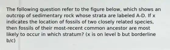 The following question refer to the figure below, which shows an outcrop of sedimentary rock whose strata are labeled A-D. If x indicates the location of fossils of two closely related species, then fossils of their most-recent common ancestor are most likely to occur in which stratum? (x is on level b but borderline b/c)