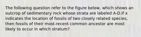 The following question refer to the figure below, which shows an outcrop of sedimentary rock whose strata are labeled A-D.If x indicates the location of fossils of two closely related species, then fossils of their most-recent common ancestor are most likely to occur in which stratum?