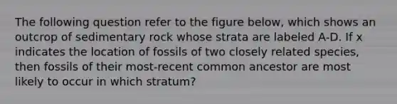 The following question refer to the figure below, which shows an outcrop of sedimentary rock whose strata are labeled A-D. If x indicates the location of fossils of two closely related species, then fossils of their most-recent common ancestor are most likely to occur in which stratum?