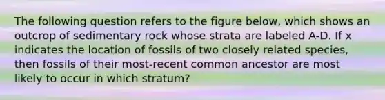 The following question refers to the figure below, which shows an outcrop of sedimentary rock whose strata are labeled A-D. If x indicates the location of fossils of two closely related species, then fossils of their most-recent common ancestor are most likely to occur in which stratum?