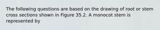 The following questions are based on the drawing of root or stem cross sections shown in Figure 35.2. A monocot stem is represented by