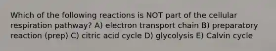 Which of the following reactions is NOT part of the cellular respiration pathway? A) electron transport chain B) preparatory reaction (prep) C) citric acid cycle D) glycolysis E) Calvin cycle