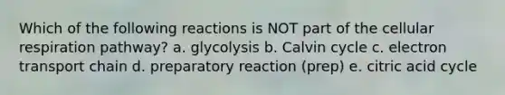 Which of the following reactions is NOT part of the <a href='https://www.questionai.com/knowledge/k1IqNYBAJw-cellular-respiration' class='anchor-knowledge'>cellular respiration</a> pathway? a. glycolysis b. Calvin cycle c. electron transport chain d. preparatory reaction (prep) e. citric acid cycle