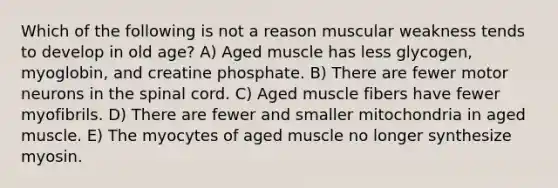 Which of the following is not a reason muscular weakness tends to develop in old age? A) Aged muscle has less glycogen, myoglobin, and creatine phosphate. B) There are fewer motor neurons in the spinal cord. C) Aged muscle fibers have fewer myofibrils. D) There are fewer and smaller mitochondria in aged muscle. E) The myocytes of aged muscle no longer synthesize myosin.