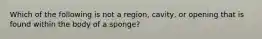 Which of the following is not a region, cavity, or opening that is found within the body of a sponge?