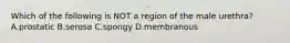 Which of the following is NOT a region of the male urethra? A.prostatic B.serosa C.spongy D.membranous