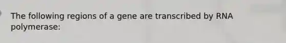 The following regions of a gene are transcribed by RNA polymerase: