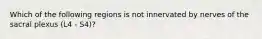 Which of the following regions is not innervated by nerves of the sacral plexus (L4 - S4)?