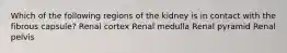 Which of the following regions of the kidney is in contact with the fibrous capsule? Renal cortex Renal medulla Renal pyramid Renal pelvis