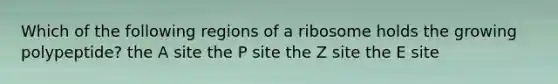 Which of the following regions of a ribosome holds the growing polypeptide? the A site the P site the Z site the E site