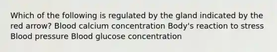 Which of the following is regulated by the gland indicated by the red arrow? Blood calcium concentration Body's reaction to stress Blood pressure Blood glucose concentration