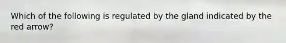 Which of the following is regulated by the gland indicated by the red arrow?