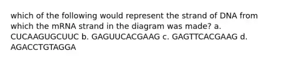 which of the following would represent the strand of DNA from which the mRNA strand in the diagram was made? a. CUCAAGUGCUUC b. GAGUUCACGAAG c. GAGTTCACGAAG d. AGACCTGTAGGA