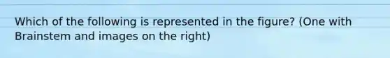 Which of the following is represented in the figure? (One with Brainstem and images on the right)