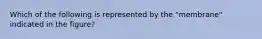 Which of the following is represented by the "membrane" indicated in the figure?