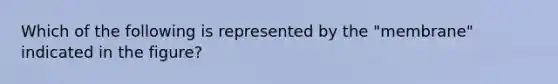 Which of the following is represented by the "membrane" indicated in the figure?