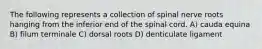 The following represents a collection of spinal nerve roots hanging from the inferior end of the spinal cord. A) cauda equina B) filum terminale C) dorsal roots D) denticulate ligament