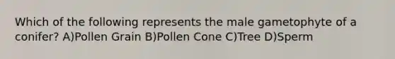 Which of the following represents the male gametophyte of a conifer? A)Pollen Grain B)Pollen Cone C)Tree D)Sperm