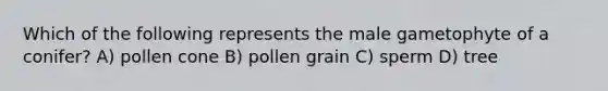 Which of the following represents the male gametophyte of a conifer? A) pollen cone B) pollen grain C) sperm D) tree