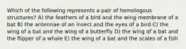 Which of the following represents a pair of homologous structures? A) the feathers of a bird and the wing membrane of a bat B) the antennae of an insect and the eyes of a bird C) the wing of a bat and the wing of a butterfly D) the wing of a bat and the flipper of a whale E) the wing of a bat and the scales of a fish