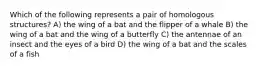 Which of the following represents a pair of homologous structures? A) the wing of a bat and the flipper of a whale B) the wing of a bat and the wing of a butterfly C) the antennae of an insect and the eyes of a bird D) the wing of a bat and the scales of a fish