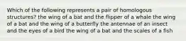 Which of the following represents a pair of homologous structures? the wing of a bat and the flipper of a whale the wing of a bat and the wing of a butterfly the antennae of an insect and the eyes of a bird the wing of a bat and the scales of a fish