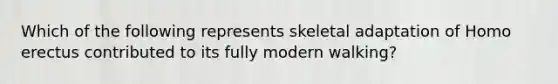 Which of the following represents skeletal adaptation of Homo erectus contributed to its fully modern walking?