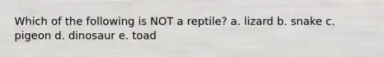 Which of the following is NOT a reptile? a. lizard b. snake c. pigeon d. dinosaur e. toad