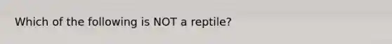 Which of the following is NOT a reptile?